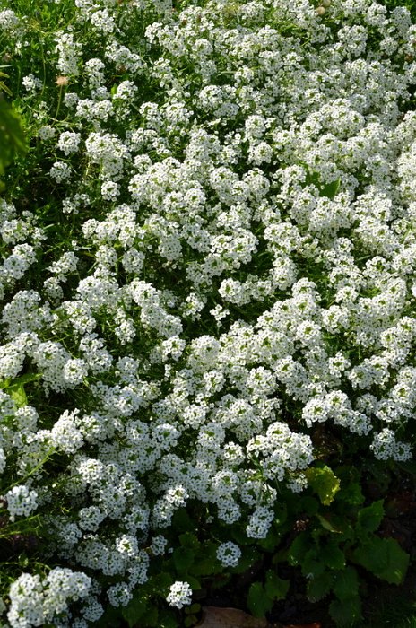 Lobularia maritima 'Snow Princess'